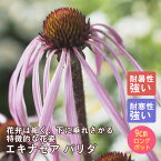 宿根草 苗 エキナセア パリダ 9cmロングポット 草丈の高い ボーダー ガーデン しゅっこんそう 多年草 ペレニアル