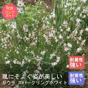 宿根草 苗 ガウラ スパークリングホワイト 9cmロングポット 暑さに強い 耐暑性 しゅっこんそう 多年草 ペレニアル