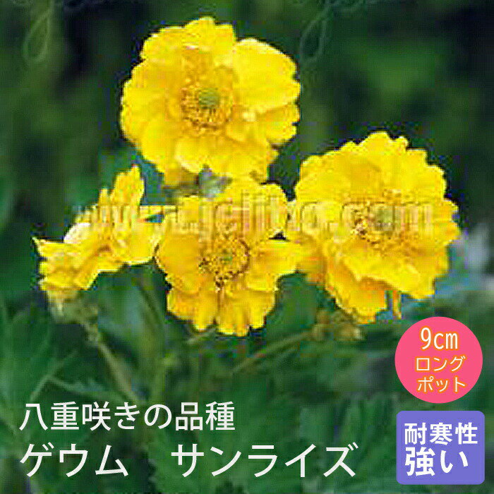 【予約】宿根草 苗 ゲウム サンライズ 9cmロングポット バラに合う しゅっこんそう 多年草 ペレニアル..