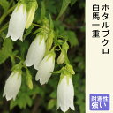 山野草 苗 ホタルブクロ 白馬一重 9cmポット 和風 茶花 鉢植え 露地植え 多年草 宿根草 カンパニュラ campanula