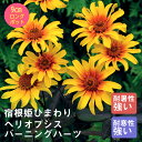 【予約・早割】宿根草 苗 ヘリオプシス バーニングハーツ 9cmロングポット 宿根姫ひまわり 宿根ヒメヒマワリ 暑さに強い 耐暑性 しゅっこんそう 多年草 ペレニアル【10月後半より順次発送】