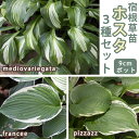 宿根草 苗 ホスタ 3種セット 9cmロングポット メディオバリエガータ フランシー ピザッツ 日陰 半日陰 シェード ガーデン 多年草 ペレニアル ギボウシ