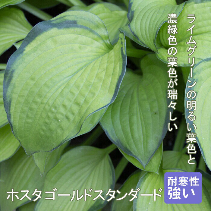 宿根草 苗 ホスタ ゴールドスタンダード 9cmロングポット 日陰 半日陰 シェード ガーデン しゅっこんそう 多年草 ギボウシのサムネイル