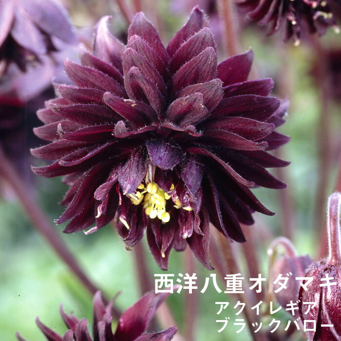 宿根草 苗 アクイレギア ブラックバロー 9cmロングポット 切り花向け しゅっこんそう 多年草 ペレニアル