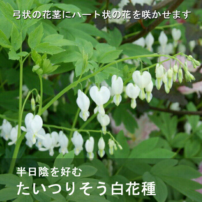 宿根草 苗 たいつりそう タイツリソウ 白花種 （ ディセントラ スペクタビリス アルバ ） 9cmロングポット 日陰 半日陰 シェードガーデンのサムネイル