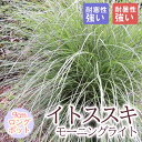 宿根草 苗 イトススキ モーニングライト 9cmロングポット しゅっこんそう 多年草 ペレニアル