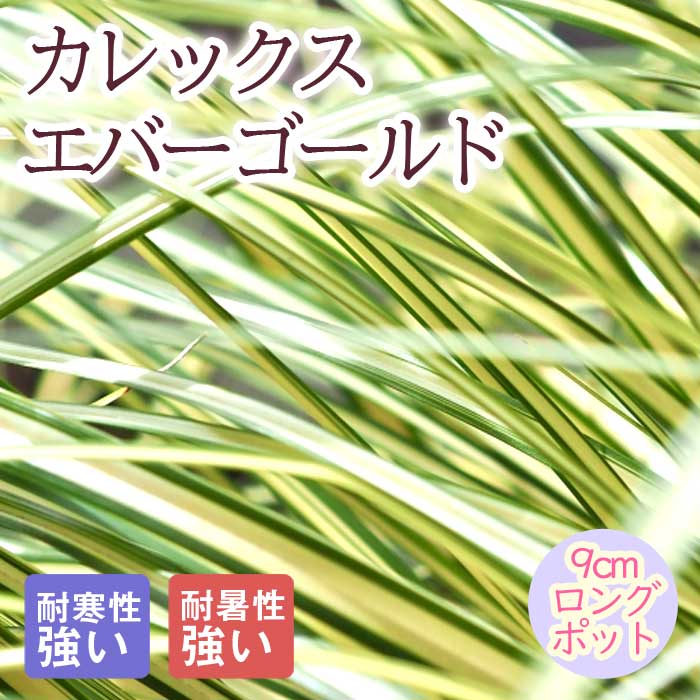 【予約・早割】宿根草 苗 カレックス エバーゴールド 9cmロングポット グラス しゅっこんそう 多年草 ペレニアル【11月中下旬より順次発送】のサムネイル