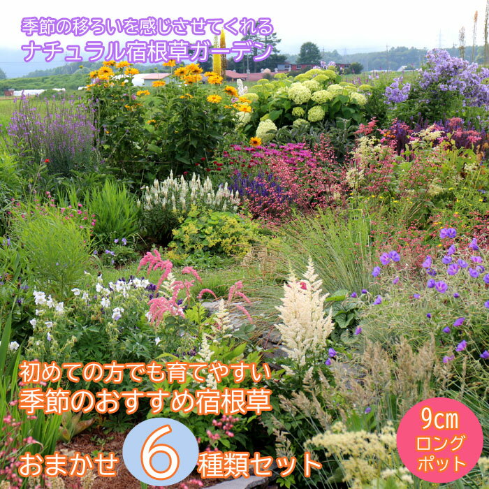 宿根草 苗 セット 9cmロングポット 季節のおすすめ 6品種 見計らい アソート 庭 花壇 園芸 ガーデニング 花苗 ナチュラル イングリッシュ ガーデン 送料無料