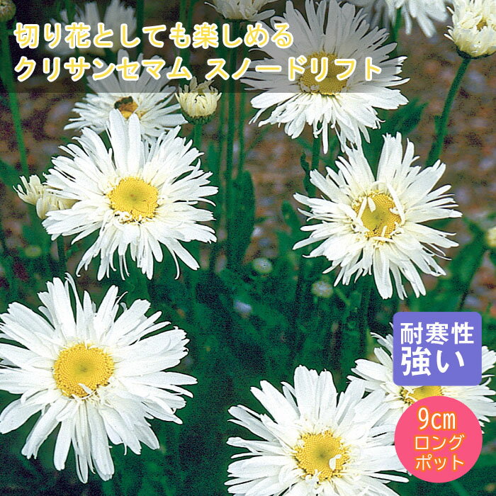 宿根草 苗 クリサンセマム スノードリフト 9cmロングポット 暑さに強い 耐暑性 しゅっこんそう 多年草 ペレニアル