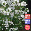 宿根草 苗 マルバ モスカータアルバ 9cmロングポット 草丈の高い ボーダー ガーデン しゅっこんそう 多年草 ペレニアル