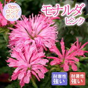 宿根草 苗 モナルダ ピンク 9cmロングポット 暑さに強い 耐暑性 しゅっこんそう 多年草 ペレニアル