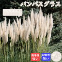 宿根草 苗 パンパスグラス 10.5cmポット ボーダーガーデン ペレニアル 草丈が高い ふさふさ シロガネヨシ インテリア 切り花 ドライフラワー 庭植え 鑑...