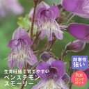 宿根草 苗 ペンステモン スモーリー 9cmロングポット 草丈の高い ボーダー ガーデン しゅっこんそう 多年草 ペレニアル