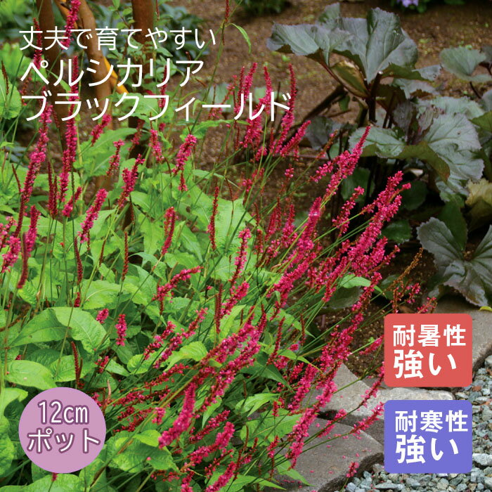 【予約・早割】プレミアム 宿根草 苗 ペルシカリア ブラックフィールド 12cmポット しゅっこんそう 多年草【10月下旬より順次発送】のサムネイル
