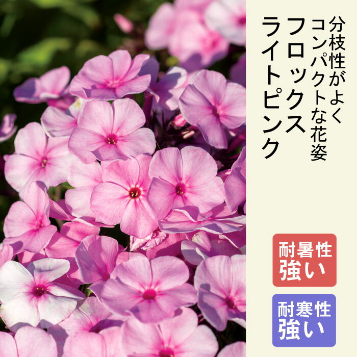 【予約商品】【早割価格】 プレミアム 宿根草 苗 フロックス ライトピンク 12cmポット しゅっこんそう 多年草 4月後半から順次発送予定のサムネイル