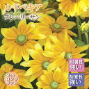 【予約・早割】宿根草 苗 ルドベキア プレーリーサン 9cmロングポット 暑さに強い 耐暑性 しゅっこんそう 多年草 ペレニアル【10月中下旬より順次発送】