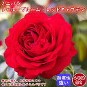 ミニバラ トゥルーブルーム レッドキャプテン4号鉢付き バラ 苗 ローズ バラ苗 薔薇 四季咲き rose 連続開花 ガーデニング 園芸 上品 病気に強い 虫がつきにくい