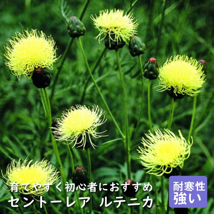 【予約】宿根草 苗 セントーレア ルテニカ 9cmロングポット バラに合う しゅっこんそう 多年草 ペレニ..