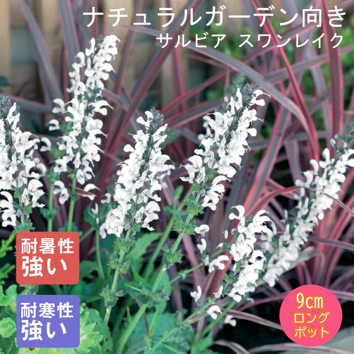 宿根草 苗 サルビア スワンレイク 9cmロングポット 暑さに強い 耐暑性 しゅっこんそう 多年草 ペレニアル