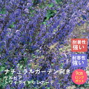 宿根草 苗 サルビア トワイライトセレナーデ 9cmロングポット 暑さに強い 耐暑性 しゅっこんそう 多年草 ペレニアル