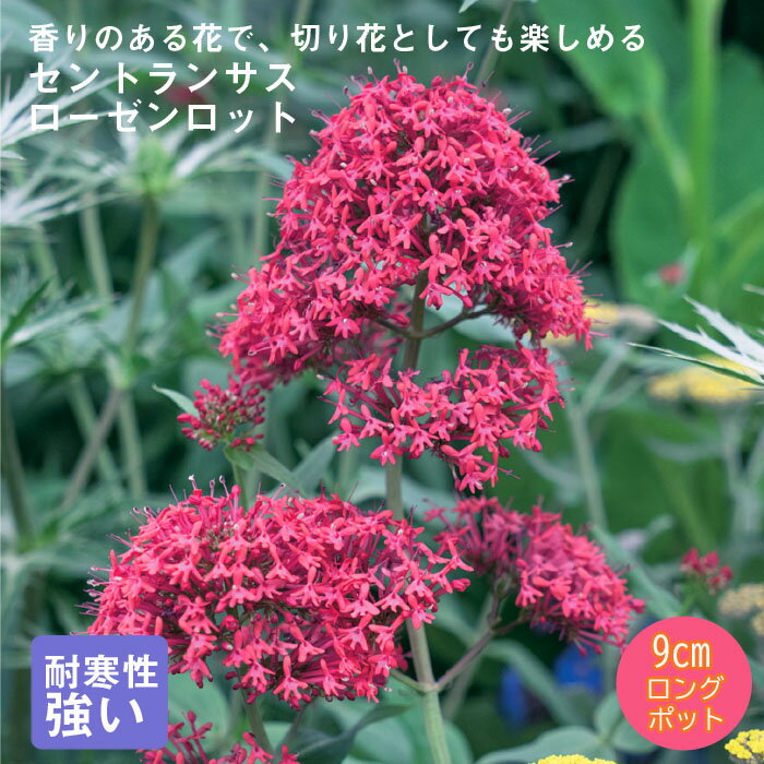 宿根草 苗 セントランサス ローゼンロット(ローズレッド) 9cmロングポット バラに合う しゅっこんそう 多年草 ペレニアルのサムネイル