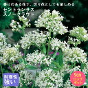 宿根草 苗 セントランサス スノークラウド 9cmロングポット バラに合う しゅっこんそう 多年草 ペレニアル