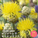 宿根草 苗 セントーレア オリエンタリス 9cmロングポット バラに合う しゅっこんそう 多年草 ペレニアル