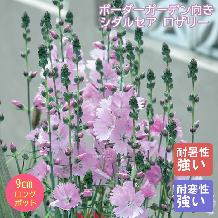 宿根草 苗 シダルセア ロザリー 9cmロングポット 草丈の高い ボーダー ガーデン しゅっこんそう 多年草 ペレニアル