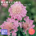 宿根草 苗 スカビオーサ ピンクーションピンク 9cmロングポット バラに合う しゅっこんそう 多年草 ペレニアル