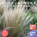 宿根草 苗 スティパ エンジェルヘアー 9cmロングポット 草丈の低い しゅっこんそう 多年草 ペレニアル