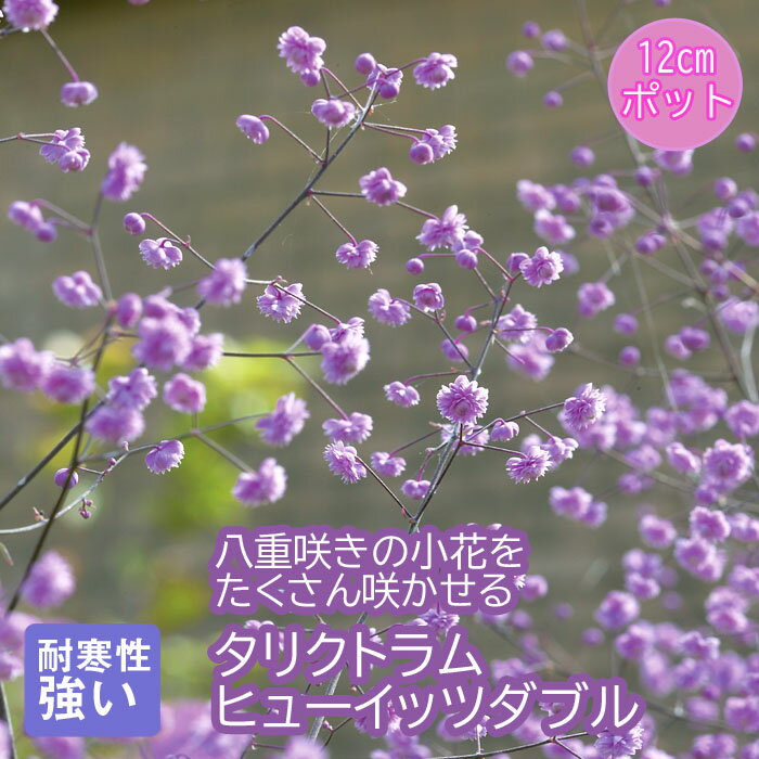 プレミアム 宿根草 苗 タリクトラム ヒューイッツダブル 12cmポット しゅっこんそう 多年草のサムネイル