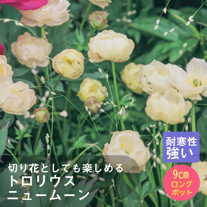 【予約・早割】宿根草 苗 トロリウス ニュームーン 9cmロングポット 切り花向け しゅっこんそう 多年草 ペレニアル【10月後半より順次発送】のサムネイル