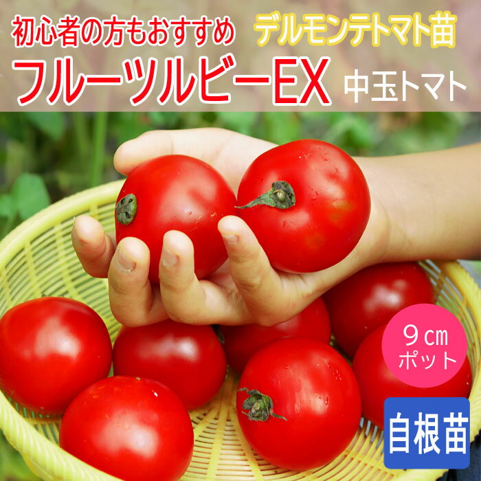 野菜 自根 苗 中玉 トマト フルーツルビーEX (登録品種) 9cmポット やさい medium tomato デルモンテトマト苗