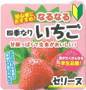 【予約・早割】 イチゴ 苗 四季成り 【 セリーヌ 】12cmポット なるなる いちご strawberry 苺 家庭菜園 ガーデニング 花の大和 【10月上中旬より順次発送】