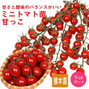 【予約・早割】 接木 野菜 苗 甘っこ ミニトマト 9cmポット やさい プチトマト mini tomato 家庭菜園 ガーデニング【4月中旬より順次発送】