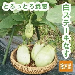 【予約・早割】 接木 野菜 苗 3個 セット 白ステーキなす 9cmポット やさい ナス とろとろ食感 家庭菜園 ガーデニング 送料無料【4月中旬より順次発送】