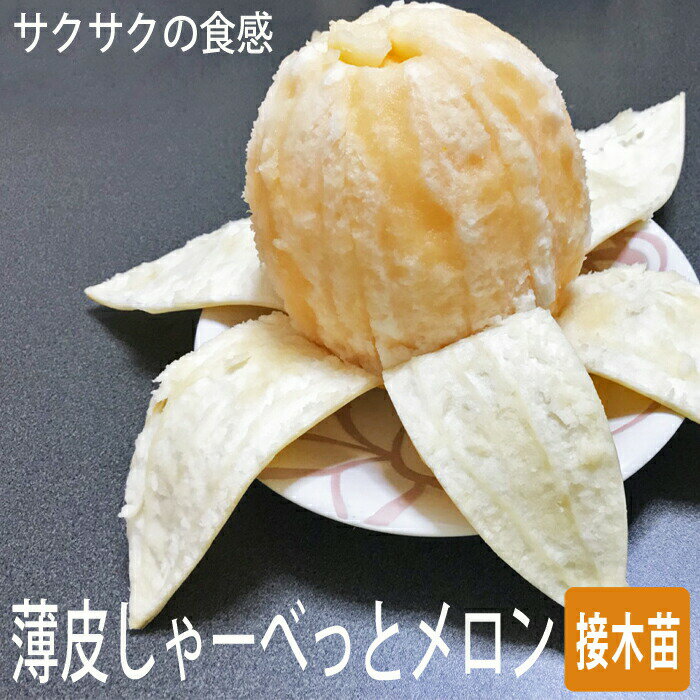 接木 野菜 苗 薄皮しゃーべっとメロン 9cmポット やさい シャーベット めろん melon 家庭菜園 ガーデニング