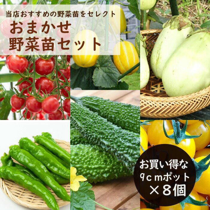 野菜 苗 【 おまかせ野菜苗セット 】 9cmポット 8個セット vegetable お任せ 見計らい やさい 春植え ミニトマト ピーマン きゅうり スイカ ゴーヤ サツマイモ パパイヤ 送料無料