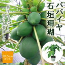 青パパイヤ 苗 石垣珊瑚 10.5cmポット 野菜 パパイヤ トロピカル メリクロン苗 登録品種 