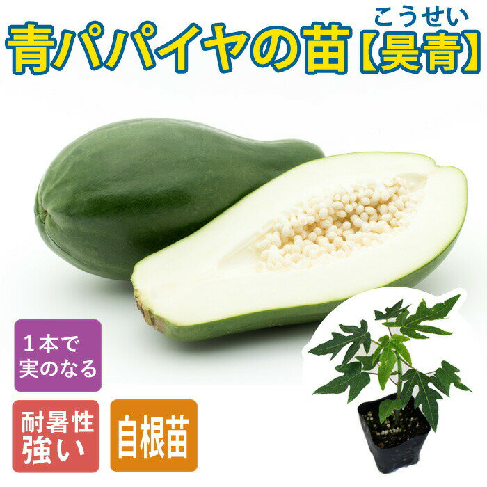 青パパイヤ 苗 昊青 10.5cmポット 野菜 パパイヤ トロピカル ヘルシーな食卓 日々のおかずに