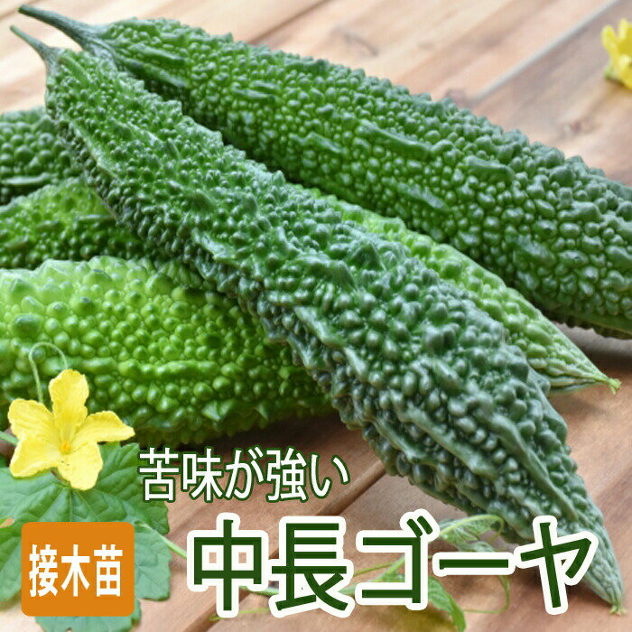 接木 野菜 苗 中長 ゴーヤ 9cmポット苗 苦味が強い 苦瓜 ニガウリ やさい 栽培 家庭菜園 ガーデニング