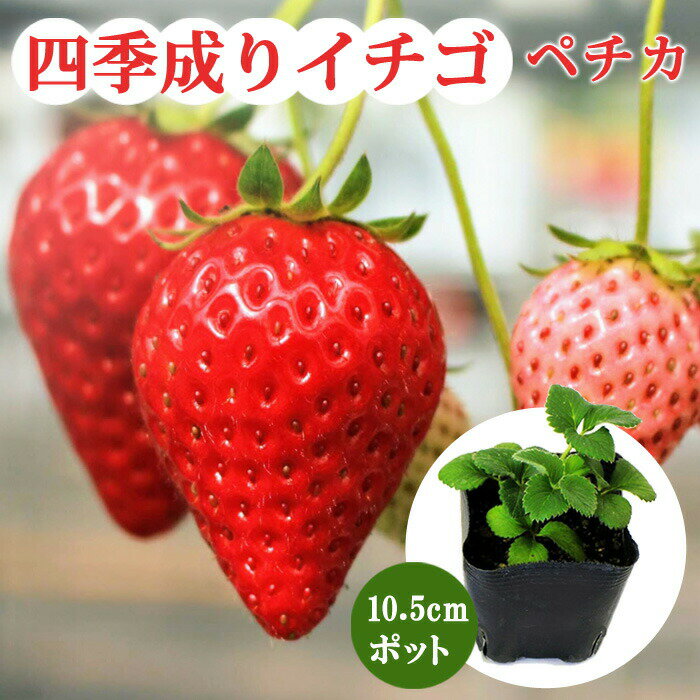 イチゴ 苗 四季成り ペチカ 10.5cmポット なるあま いちご ストロベリー strawberry 苺 家庭菜園 ガーデニング