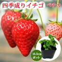 イチゴ 苗 四季成り ペチカ 10.5cmポット なるあま いちご ストロベリー strawberry 苺 家庭菜園 ガーデニング