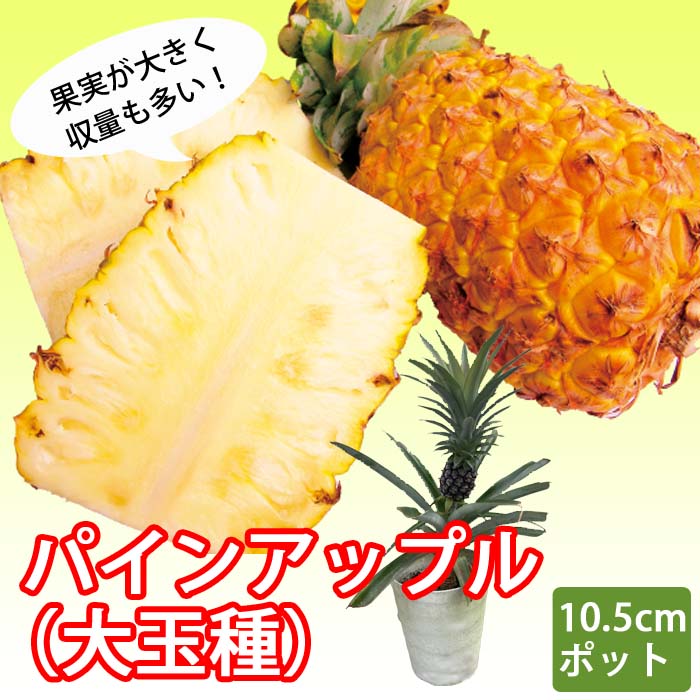 ͽۥѥ󥢥åץ ̼  10.5cmݥå pineapple ѥʥåץ  ޤ տʪ Ǯӿʪ ȥԥ ̼ ե롼 5ܤ缡ȯ