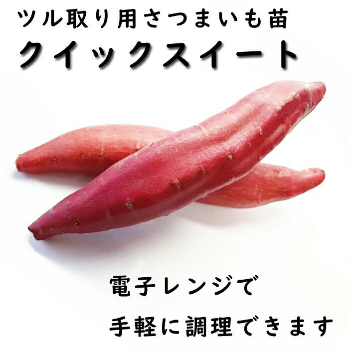 【予約・早割】野菜 苗 ツル取り用 さつまいも ポット苗 クイックスイート （登録品種） 9cmポット苗 ..