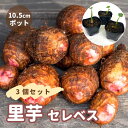サトイモ 苗 3個セット セレベス 10.5cmポット 里芋 さといも 赤芽芋 赤目大吉 家庭菜園 サトイモ プランター栽培 花の大和 【送料無料】