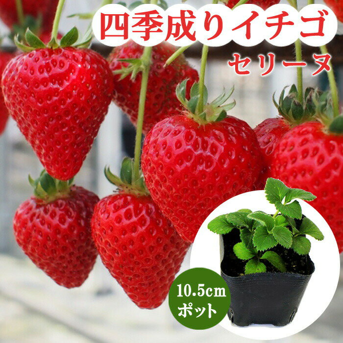 イチゴ 苗 四季成り セリーヌ 10.5cmポット なるなる いちご ストロベリー strawberry 苺 家庭菜園 ガーデニング