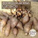 ヤーコン 苗 10.5cmポット 家庭菜園 山菜 野菜 多年草 しゃきしゃき 畑の梨 花の大和