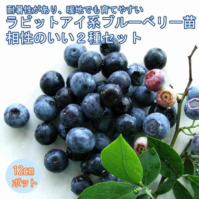 ブルーベリー 苗木 2種 セット ラビットアイ系  12cmポット苗 おすすめ2種セット 果樹 小果樹 ぶるーべりー ベリー blue blueberry 送料無料