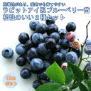 ブルーベリー 苗木 2種 セット ラビットアイ系 【 ホームベル 1個 + メンデイト 1個=合計2個】 12cmポット苗 おすすめ2種セット 果樹 小果樹 ぶるーべりー ベリー blue blueberry 送料無料